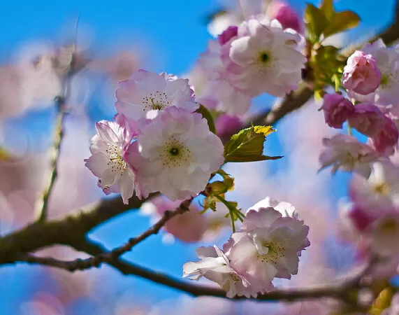 Prunus Hokusai