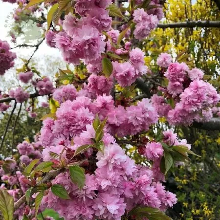 Prunus ‘Kiku zakura’