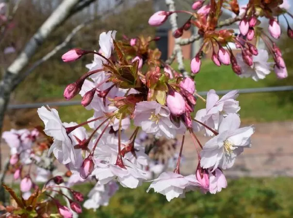Prunus ‘Horinji’