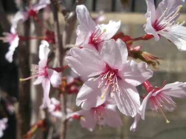 Prunus ‘Shosar’