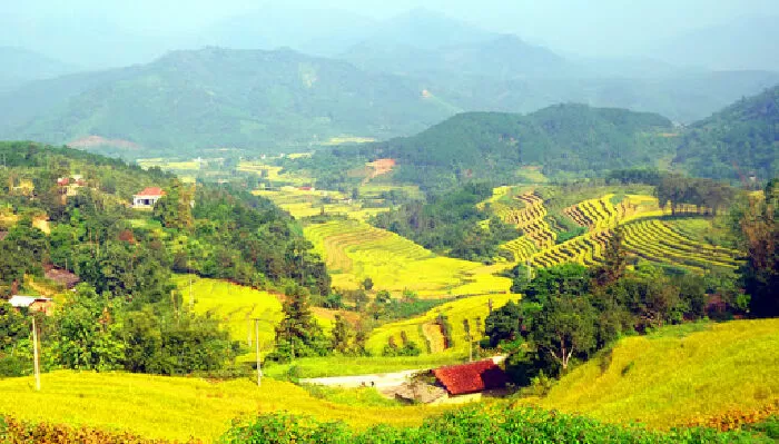 Cánh đồng lúa Bình Liêu (Quảng Ninh)