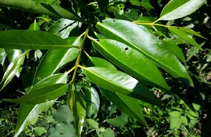 Giúp phụ nữ mang thai tiêu hóa tốt