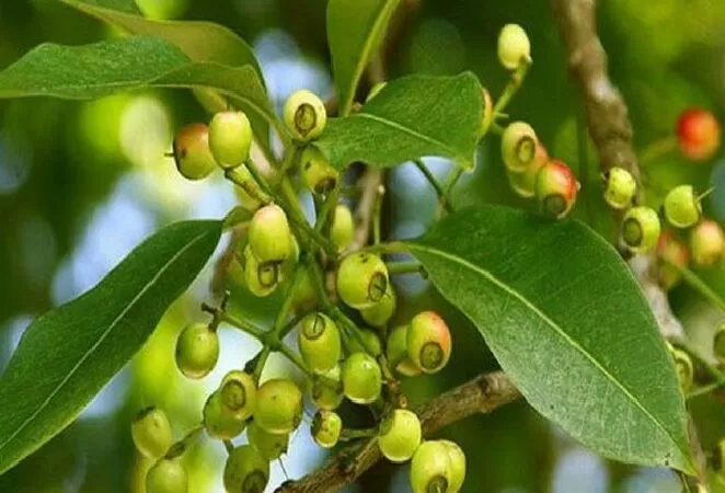 Thanh lọc cơ thể