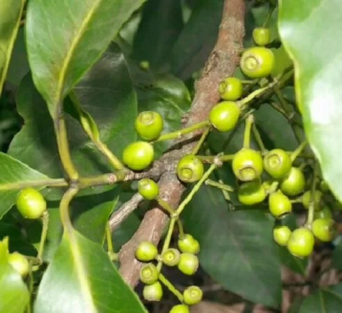 Hỗ trợ chức năng gan