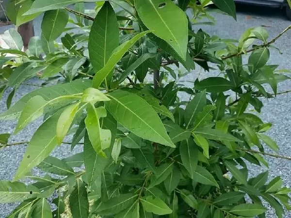Tốt cho da