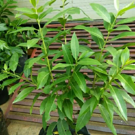 Điều trị tiểu đường