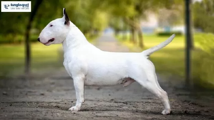 Chó Bull Terrier