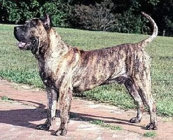 Chó Canario