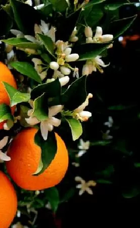 Bản tình ca tháng tư - Hồng Giang