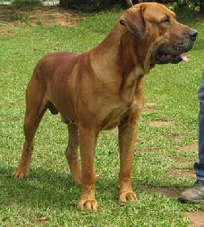 Chó Fila Brasileiro