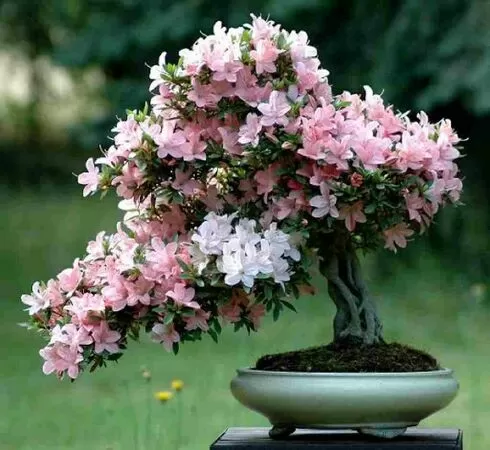 Cây Hoa Đỗ Quyên