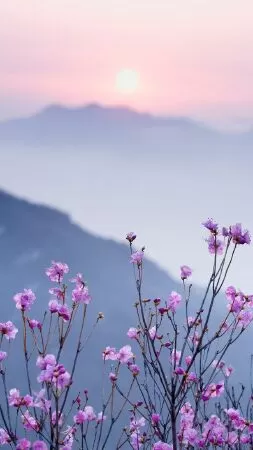 Thú đau thương