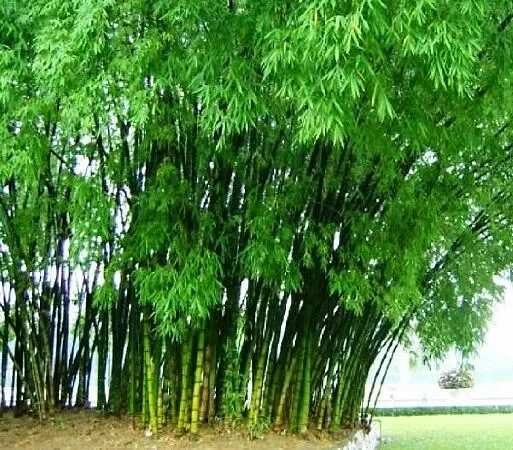 Tre Việt Nam - Nguyễn Duy