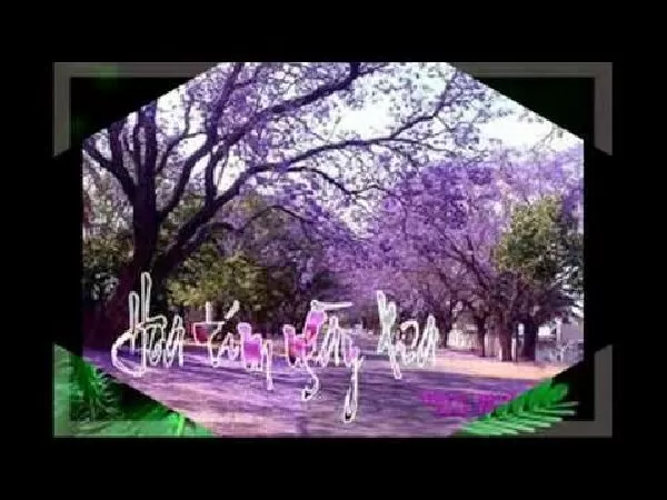 Hoa tím ngày xưa - Cao Vũ Huy Miên