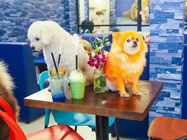RITDO – Pet Coffee & Spa