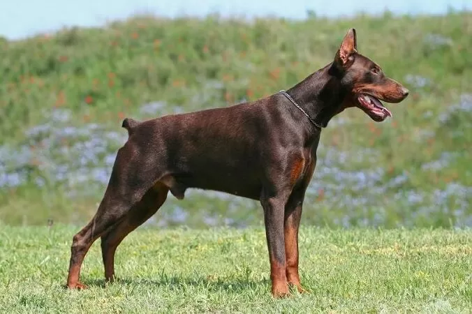 Chó Dobermann