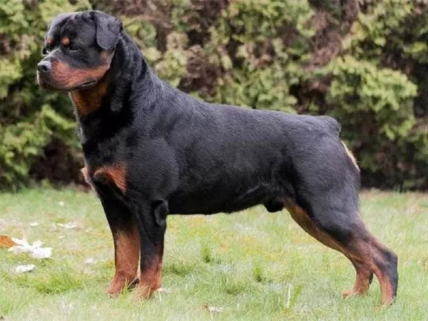 Chó Rottweiler