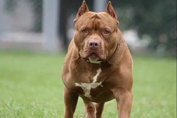 Chó Pitbull