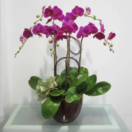 Hoa Bốn Mùa