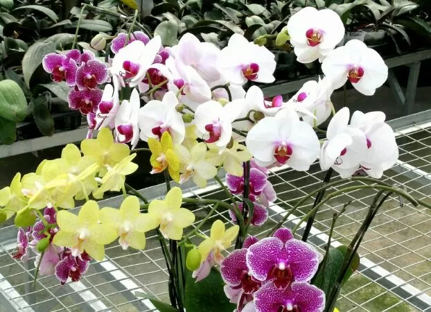 Beautiful Orchids