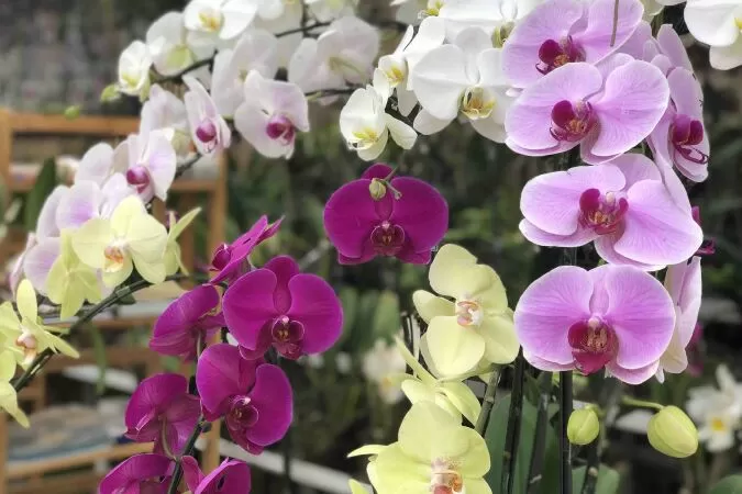 Shop hoa tươi Chợ Mới