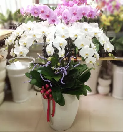 Phương Flowers photos