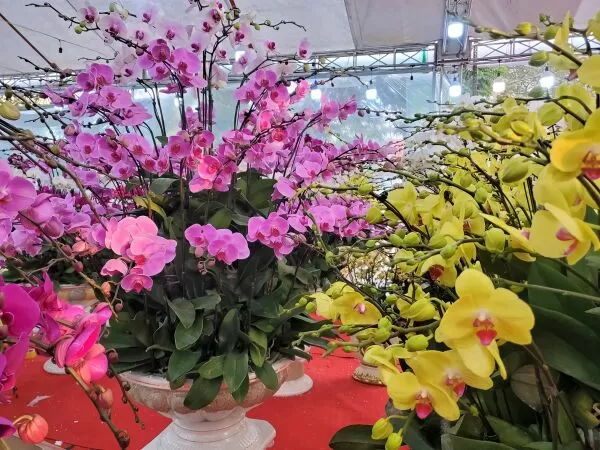 Hồng Ân
