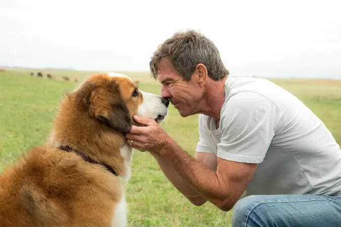 Mục Đích Sống Của Một Chú Chó - A Dog's Purpose (2017)