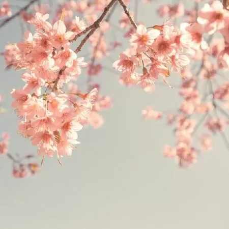 Hương Hàn