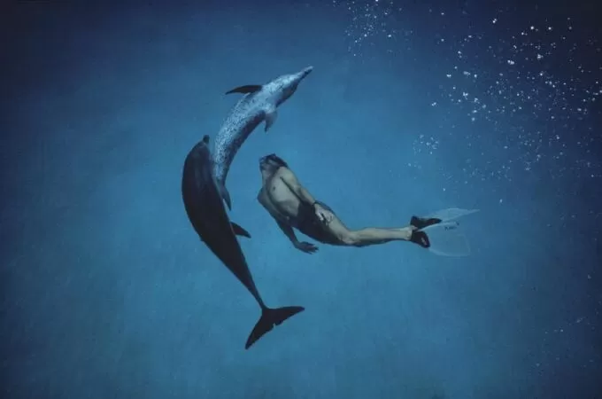 Dolphin Boy (2012) – Câu chuyện cá heo