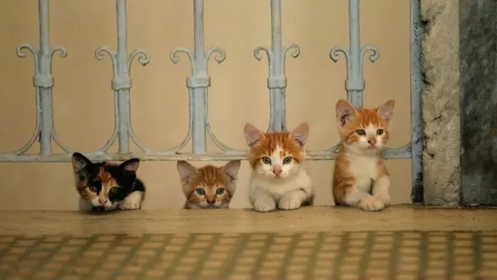 Chú Mèo Kedi - Kedi (2016)