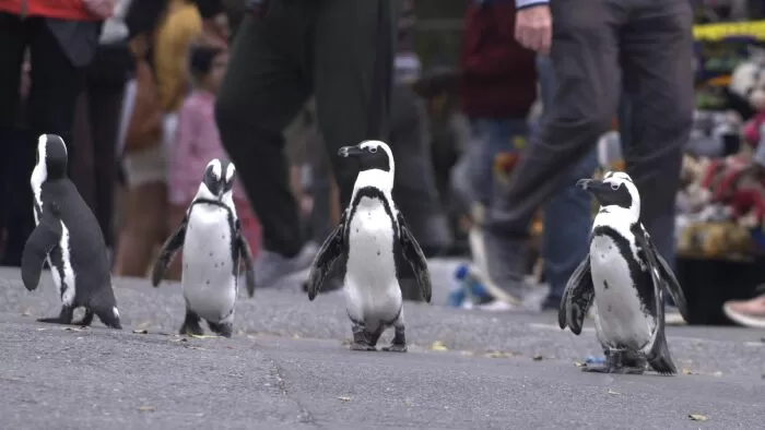 Thị Trấn Cánh Cụt - Penguin Town (2021)