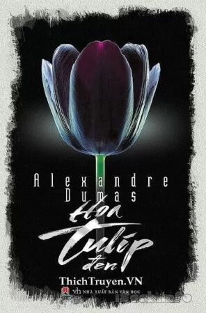 Tulip Đen Huyền Bí