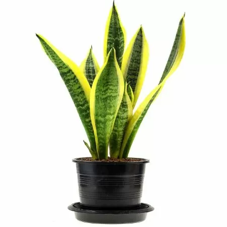 Top 10 cây cảnh phổ biến được trồng trong nhà