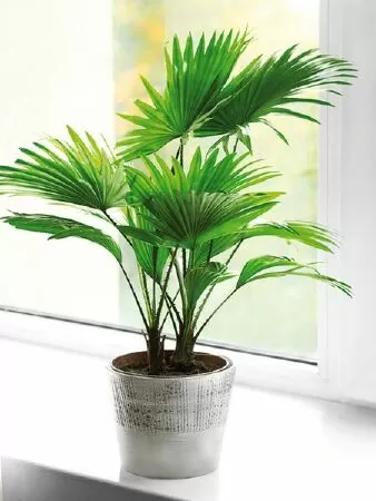 Cọ cảnh