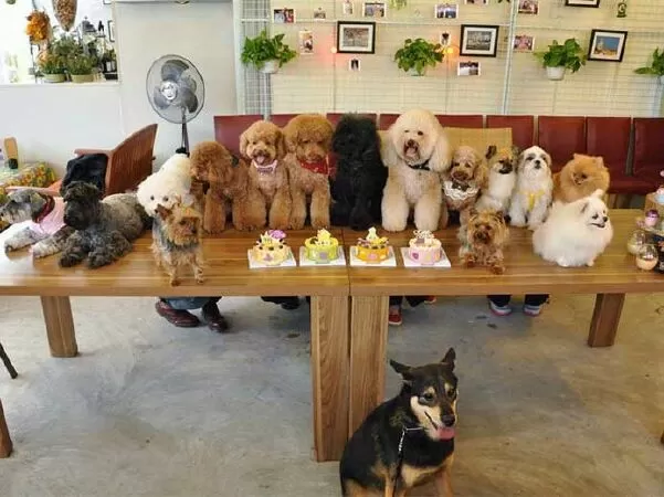 Pet Cafe Hà Nội
