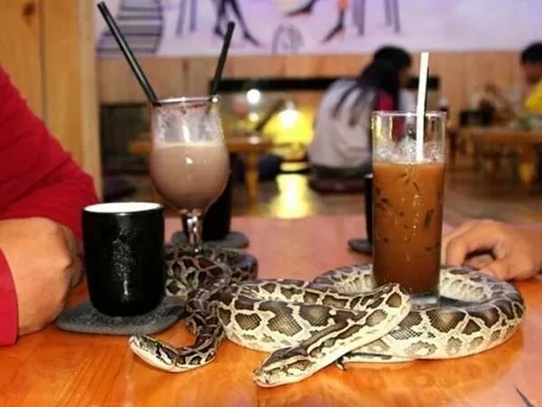 Pet Coffee