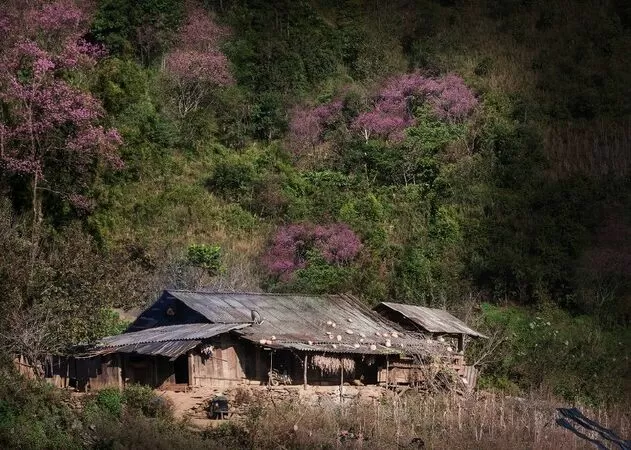 Bài phân tích 2
