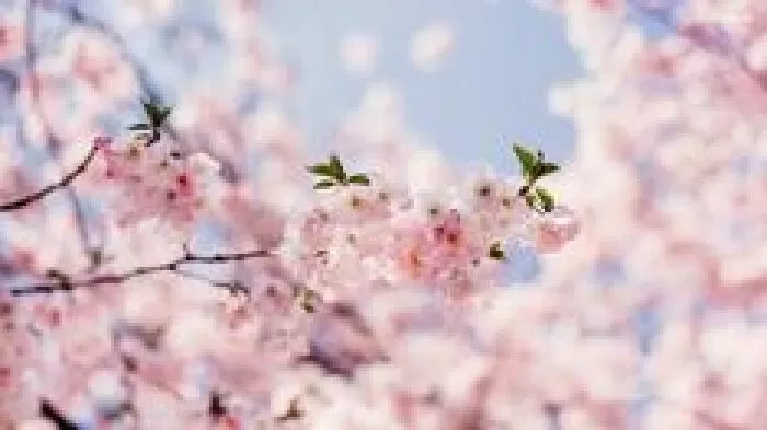 Top 10 dàn ý và bài văn ấn tượng cảm nhận tâm hồn người phụ nữ trong bài thơ Sóng