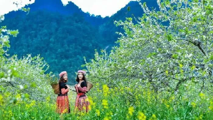MỘC CHÂU - SƠN LA