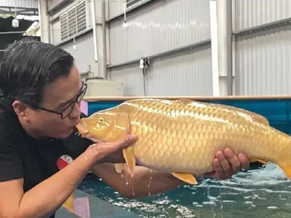 Ruby Koi Farm