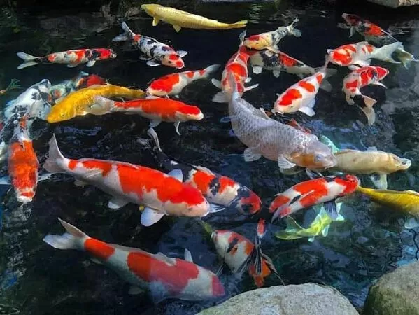 Cá koi Nhật Koilover