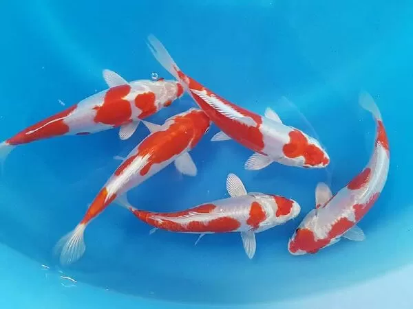 ABKoi Fish From Japan