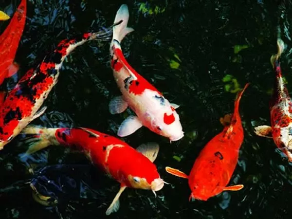 Hải Thanh Koi Farm