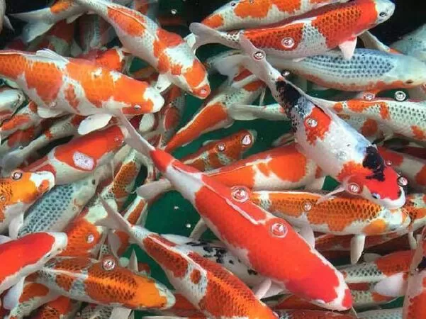 Trại cá koi Nhật Asagi Koi Farm