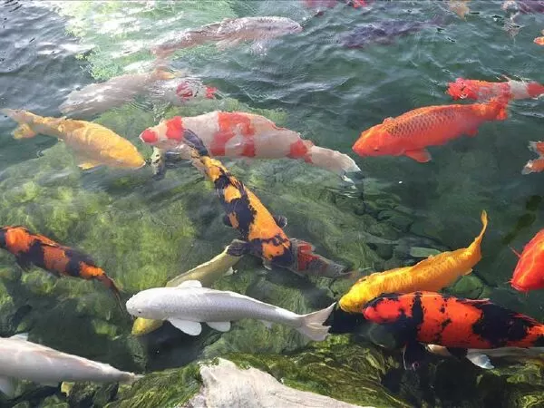 Sài Gòn Koi