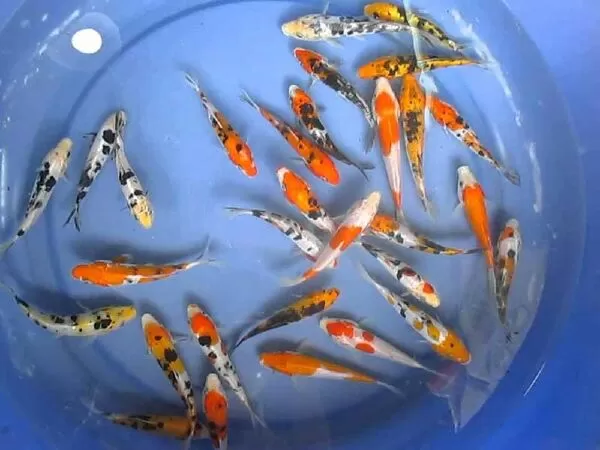 Mekong Koi Farm