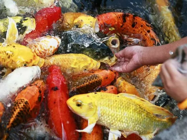Kỳ Anh Koi Farm