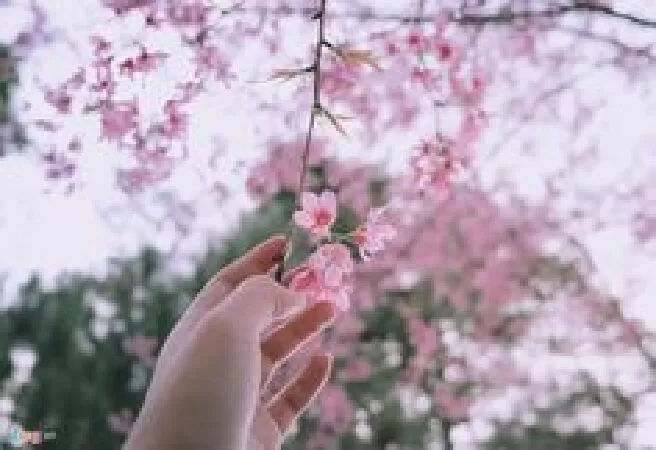 Bài phân tích số 1