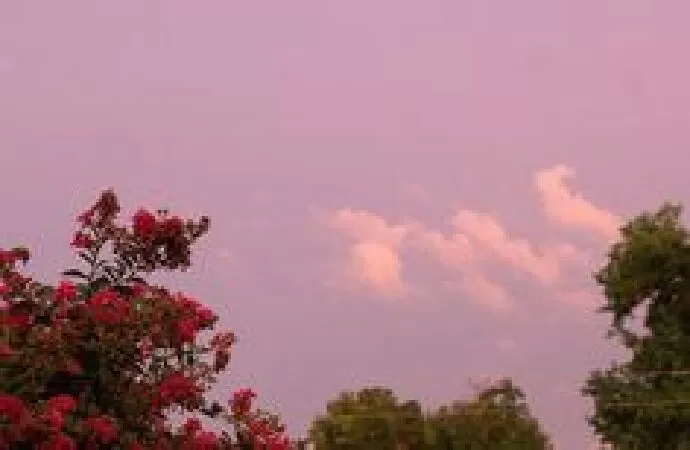 Bài phân tích số 5